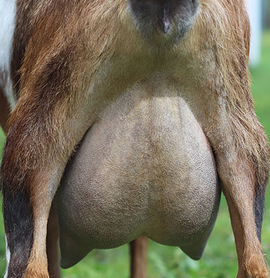 elegant leigh udder